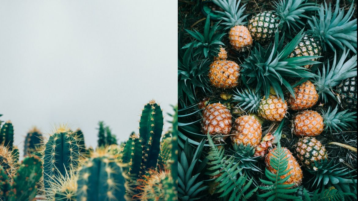 Cactus Desserto and Pinatex