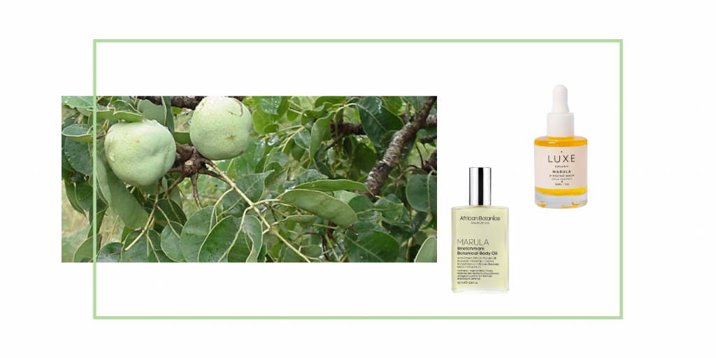 Marula Frucht und Öle